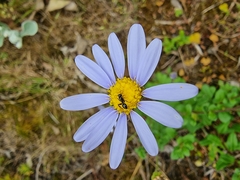 Felicia aethiopica