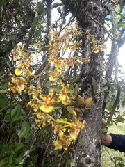 Oncidium
