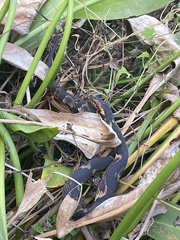 Nerodia fasciata confluens