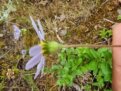 Felicia aethiopica