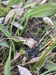 Nerodia fasciata confluens