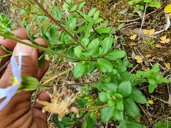 Felicia aethiopica