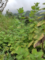 Clinopodium douglasii