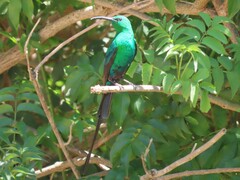 Nectarinia famosa famosa
