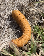 Anisota oslari
