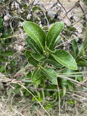 Euonymus japonicus