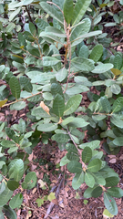 Chrysolepis sempervirens