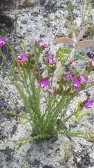 Polygala bracteolata
