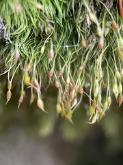 Dicranella heteromalla