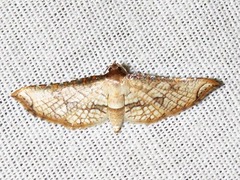Hypolamprus gangaba