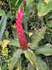 Costus