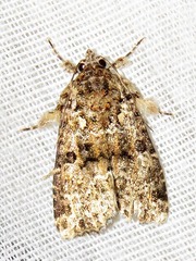 Callopistria latreillei