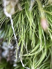 Dicranella heteromalla