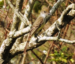 Myiarchus