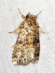 Callopistria latreillei
