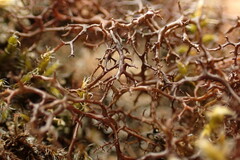Cetraria aculeata