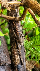Dictyophorus griseus