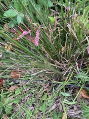 Juncus patens