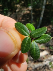 Trichilia pungens