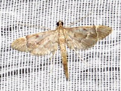 Duponchelia lanceolalis