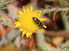 Acmaeodera longicrinis