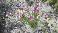 Polygala bracteolata