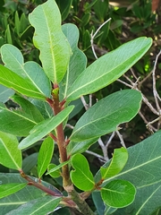 Sideroxylon inerme inerme