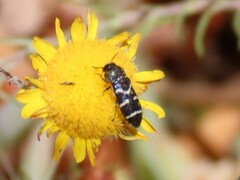 Acmaeodera longicrinis
