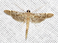 Duponchelia lanceolalis