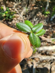 Trichilia pungens