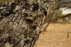 Lobarina scrobiculata