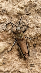Dictyophorus griseus