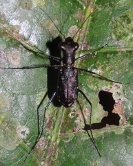 Odontocheila