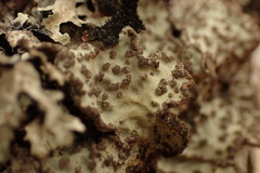 Lobarina scrobiculata