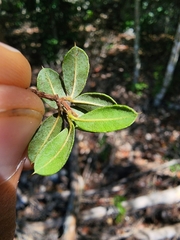 Trichilia pungens