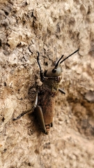 Dictyophorus griseus
