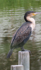 Phalacrocorax carbo lucidus