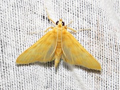 Pyraustinae