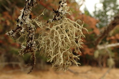Evernia prunastri