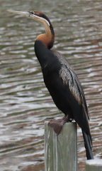 Anhinga rufa