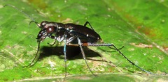 Odontocheila