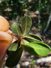 Trichilia pungens