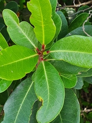 Sideroxylon inerme inerme