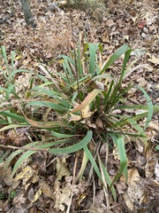 Chasmanthium sessiliflorum
