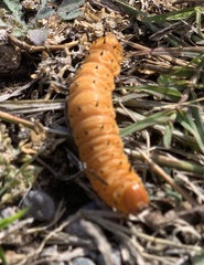 Anisota oslari
