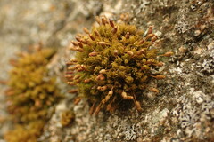 Hymenoloma crispulum