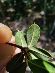 Trichilia pungens