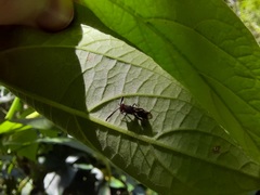 Liopteridae