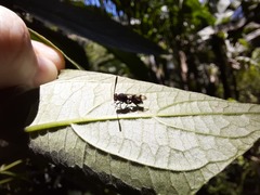 Liopteridae