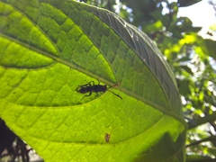 Liopteridae